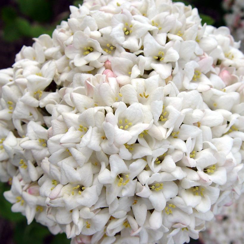 Burkwood Viburnum