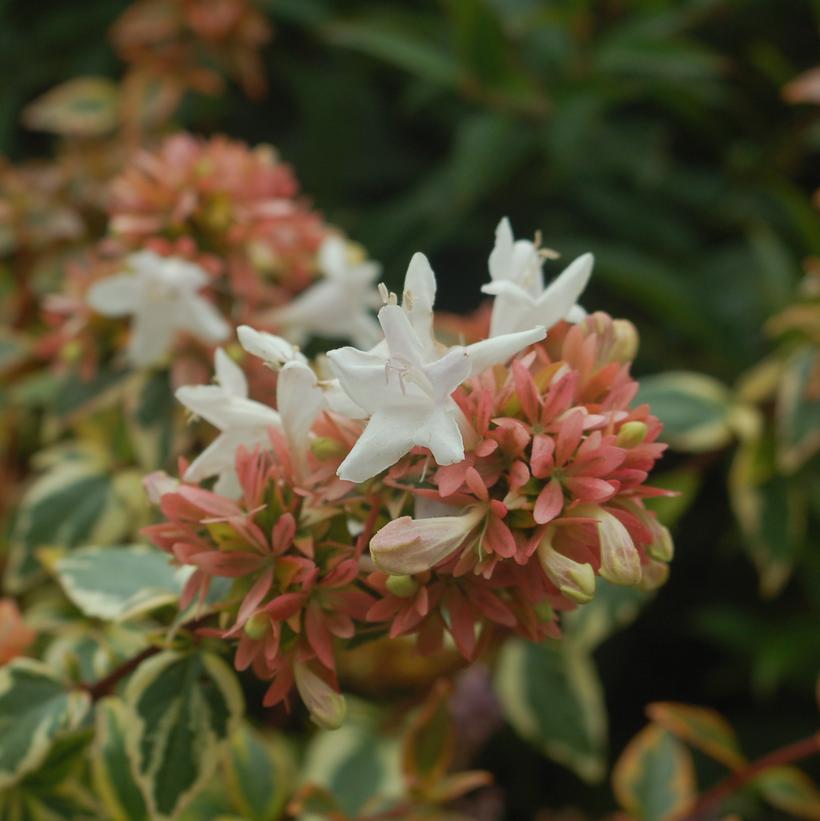 Kaleidoscope Glossy Abelia