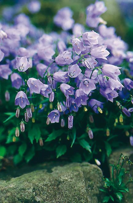 Fairy Thimble Bell Flower