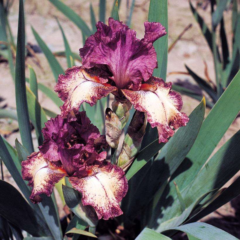 Rock Star German Iris