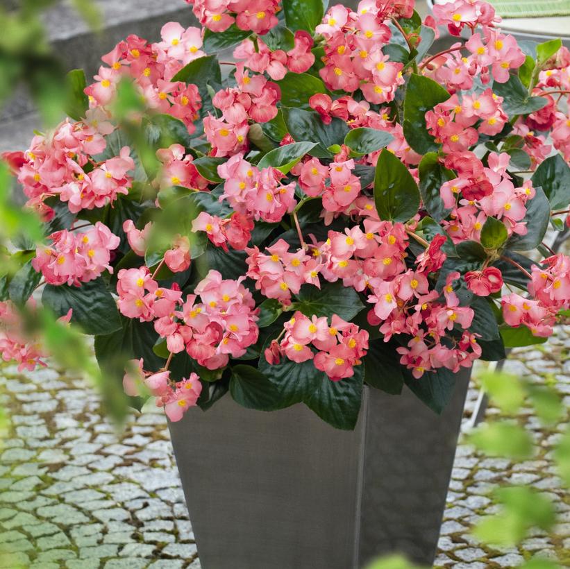 Big® Pink Green Leaf Begonia