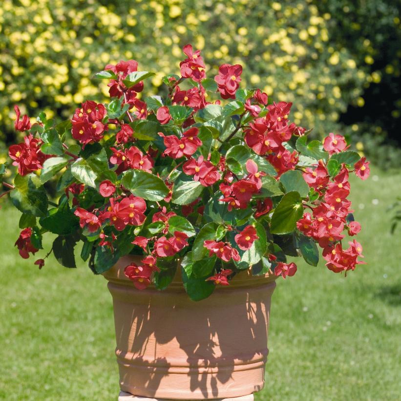 Big® Red Green Leaf Begonia