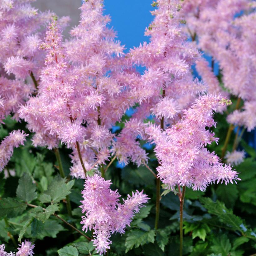 Ice Cream Astilbe