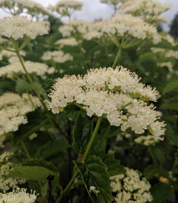 Autumn Jazz™ Viburnum