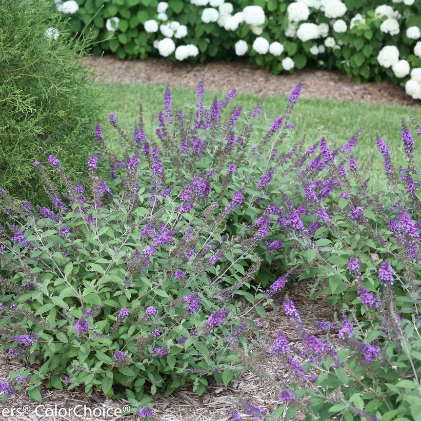 Lo & Behold® Blue Chip Jr. Butterfly Bush