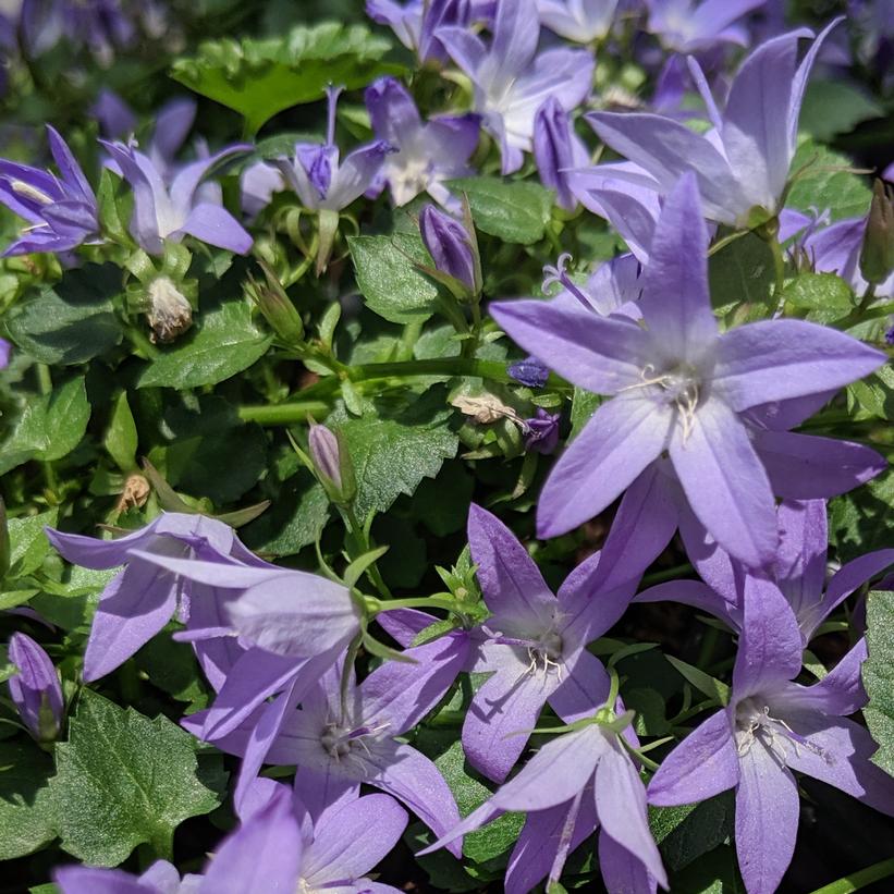 Blue Waterfalls Serbian Bellflower