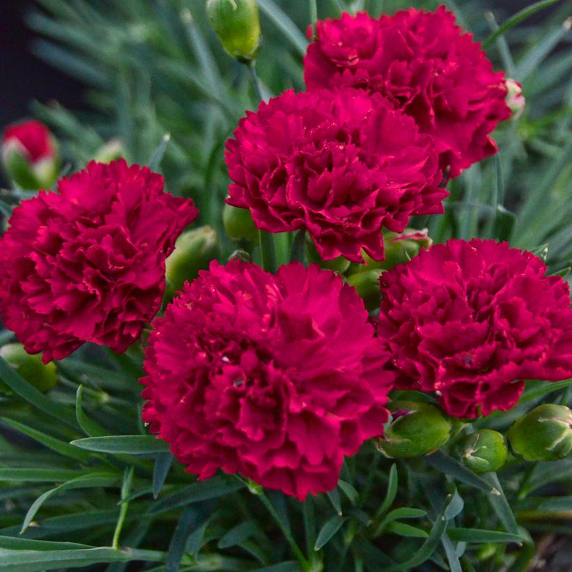 Cranberry Cocktail Pinks