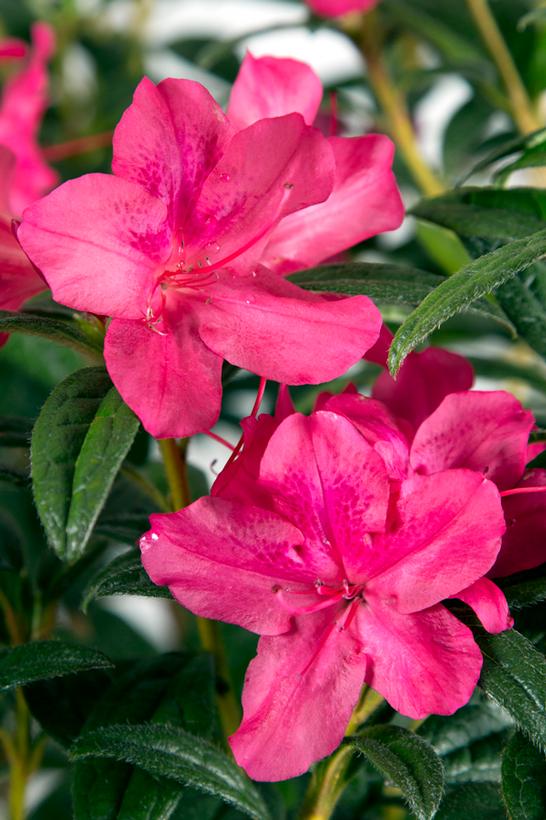 Encore® Autumn Jewel® Reblooming Azalea