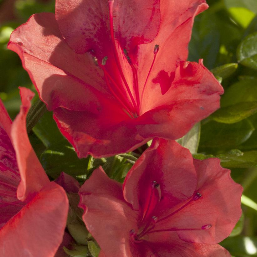 Autumn Sunset® Reblooming Azalea