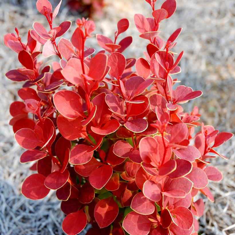 Rocket Orange Barberry