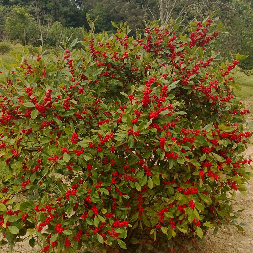 Little Goblin® Red Winterberry