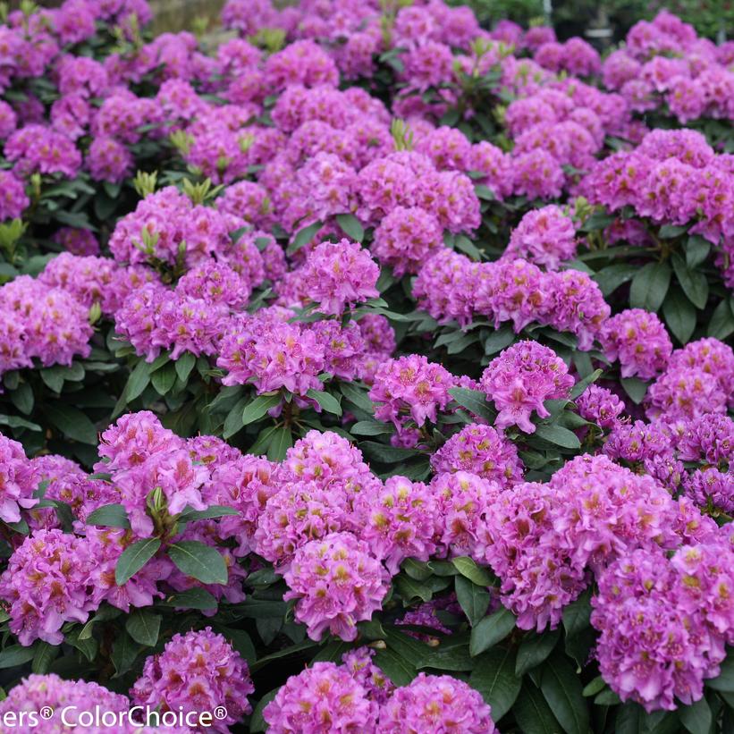 Dandy Man® Purple Rhododendron