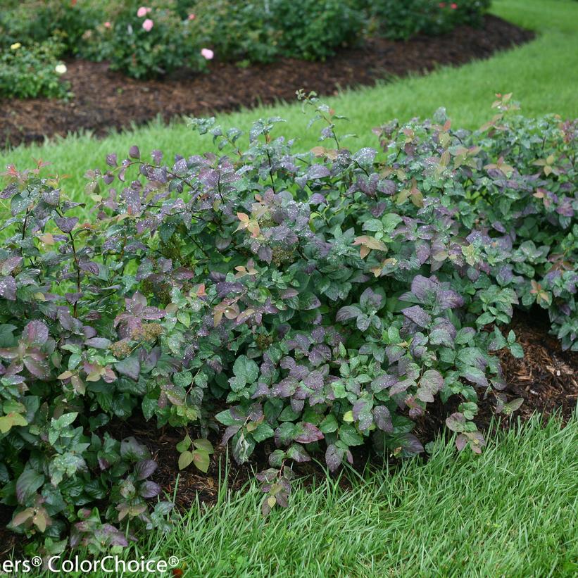 Double Play® Blue Kazoo® Spirea