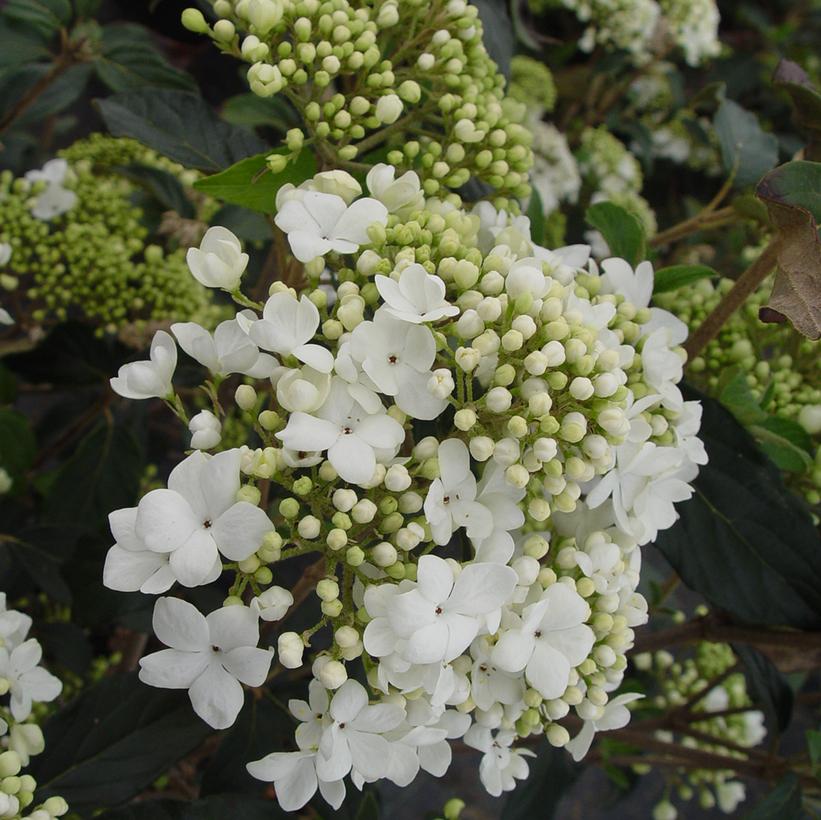 Nantucket Viburnum