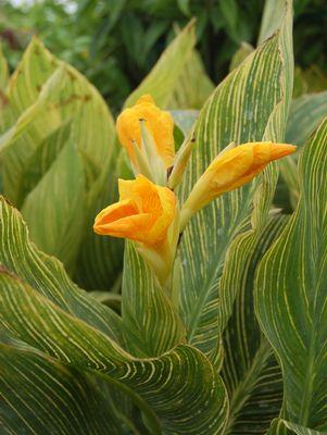 Tropicanna® Gold Canna