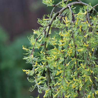 Walker Weeping Pea Tree