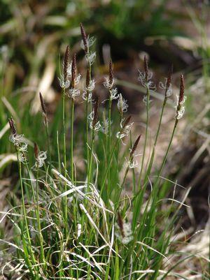 Pennsylvania Sedge