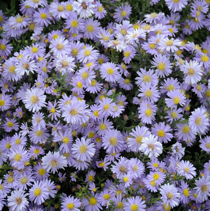 Kickin® Lavender Fall Aster