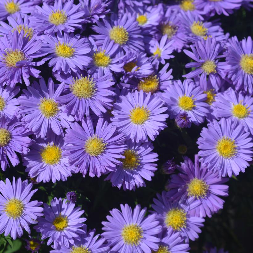 Kickin® Sapphire Fall Aster