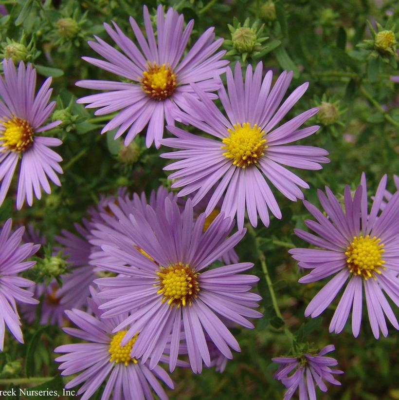 Raydon’s Favorite Aromatic Aster