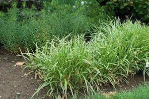 Ice Dance Variegated Japanese Sedge Grass