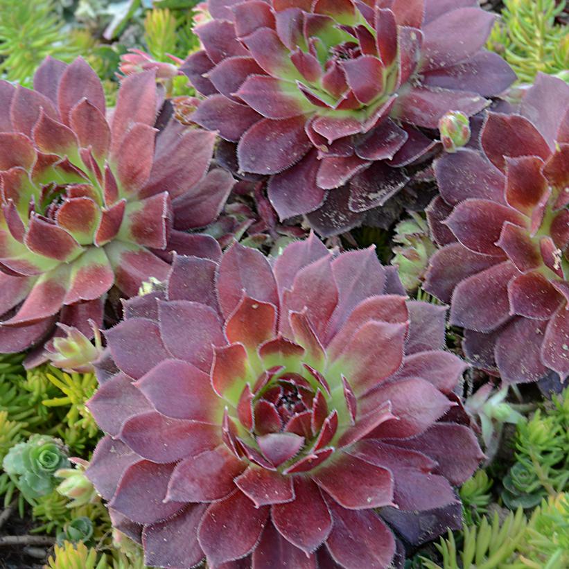 Rocknoll Rosette Hens and Chicks