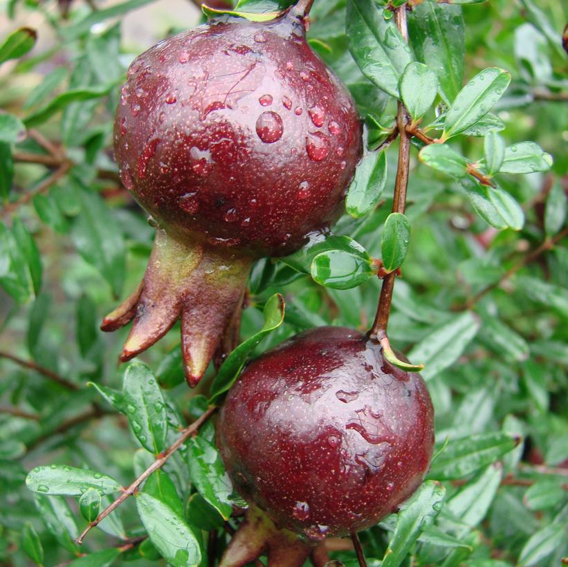 Purple Sunset™ Pomegranate