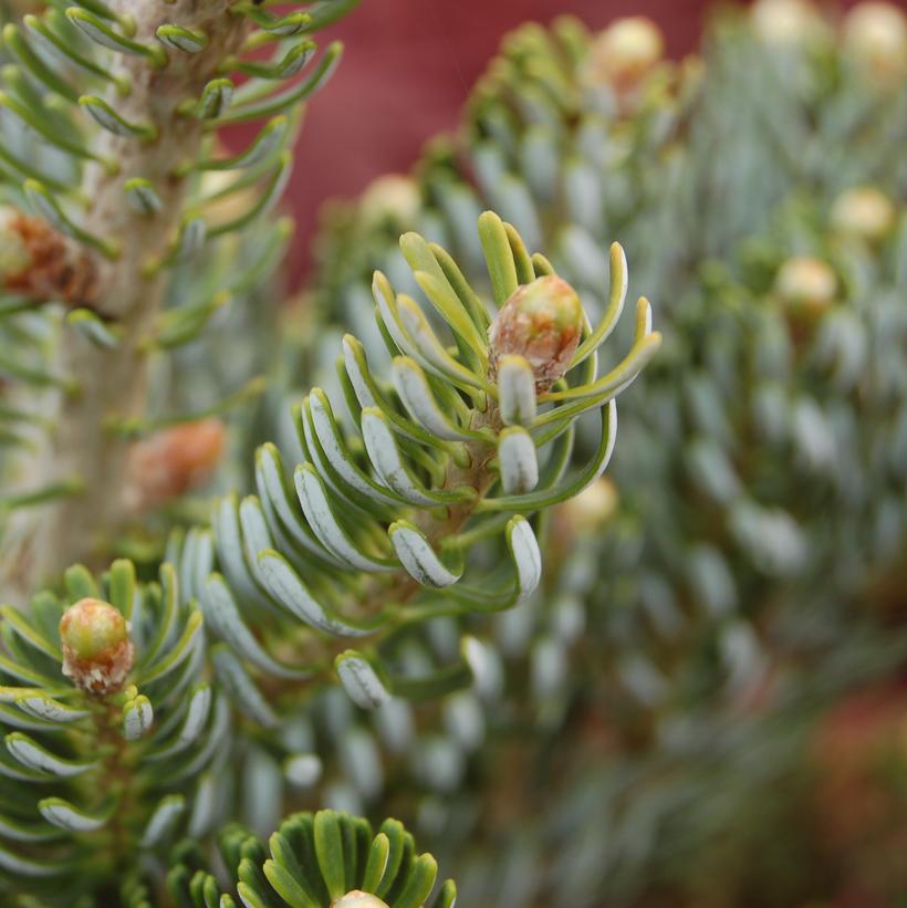 Horstmanns Silberlocke Korean Fir