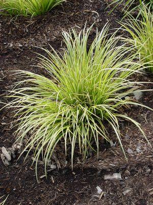 Evergold Variegated Japanese Sedge