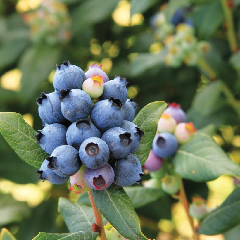 Perpetua® Blueberry