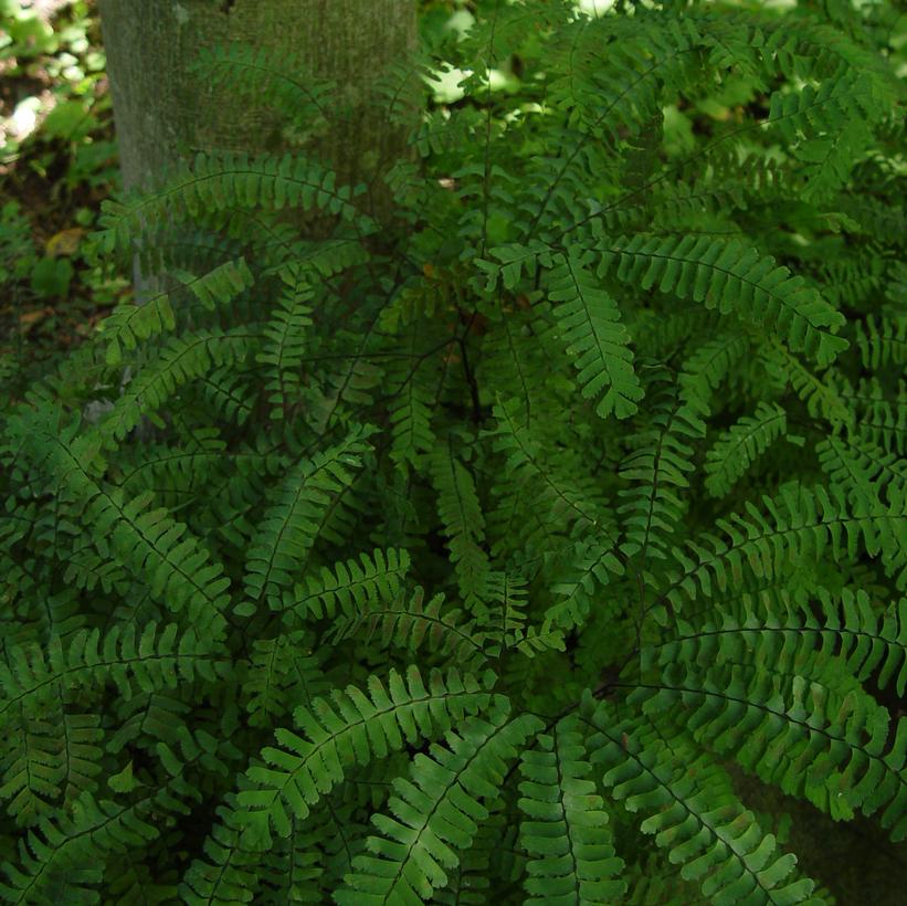 Maidenhair Fern