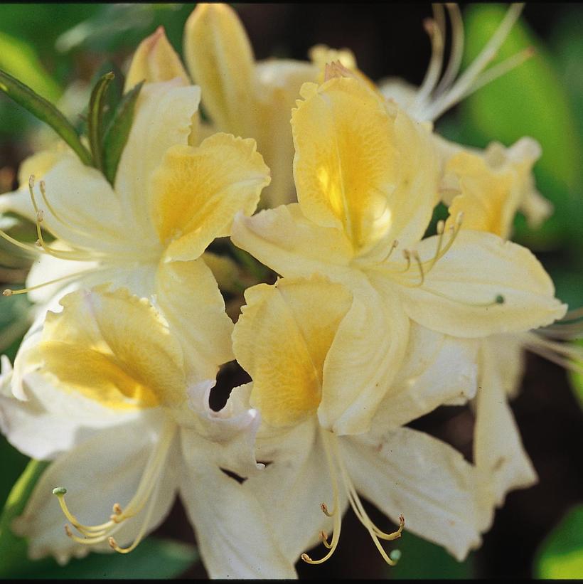 Northern Hi-Lights Exbury Azalea