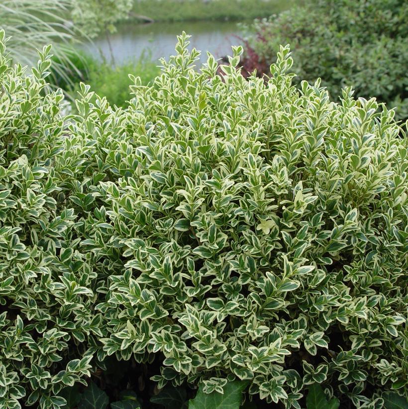 Variegated Boxwood