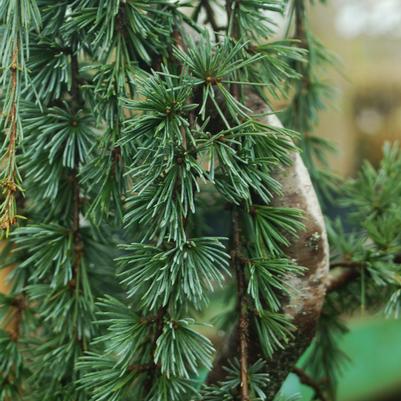 Blue Atlas Cedar