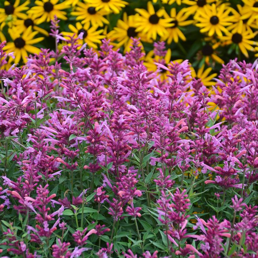 Rosie Posie Hummingbird Mint