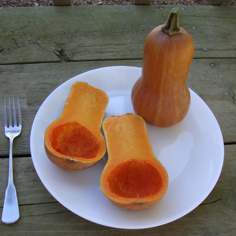 Honeynut Butternut Squash