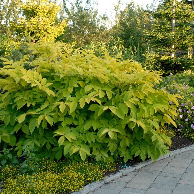 Golden Japanese Spikenard