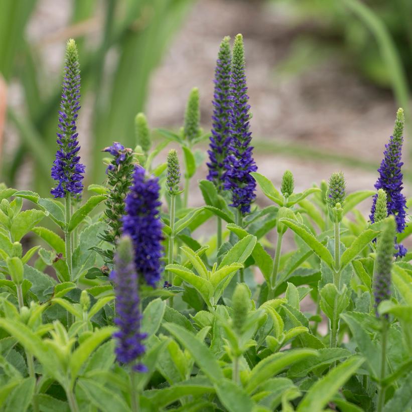 Enchanted Indigo Spike Speedwell