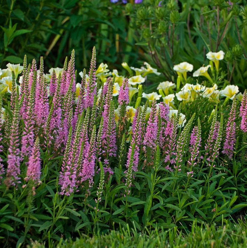 Sweet Lullaby Speedwell