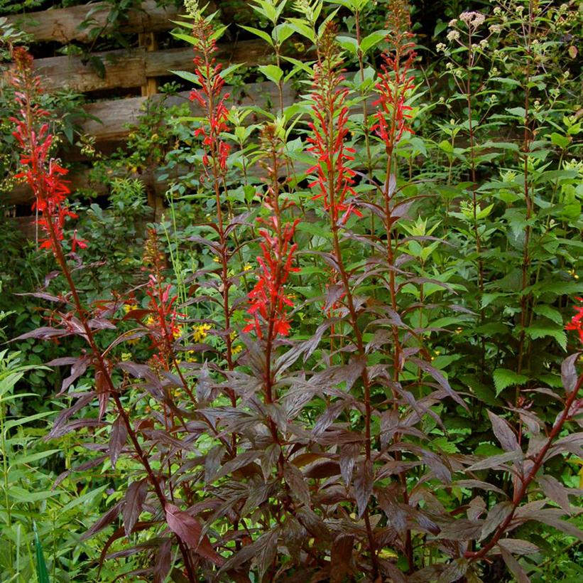 Cardinal Flower