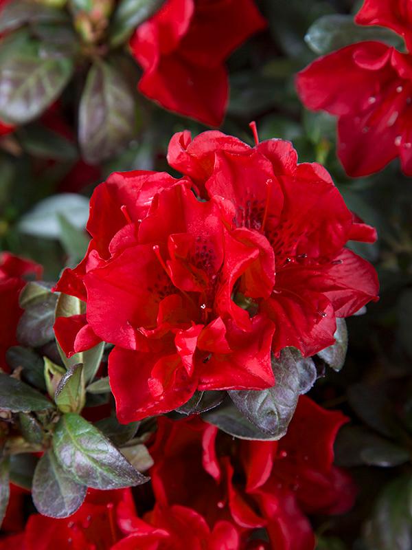 Encore® Autumn Fire® Reblooming Azalea