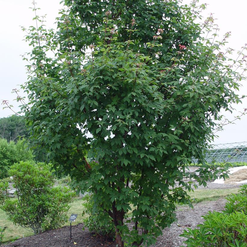 Paper Bark Maple