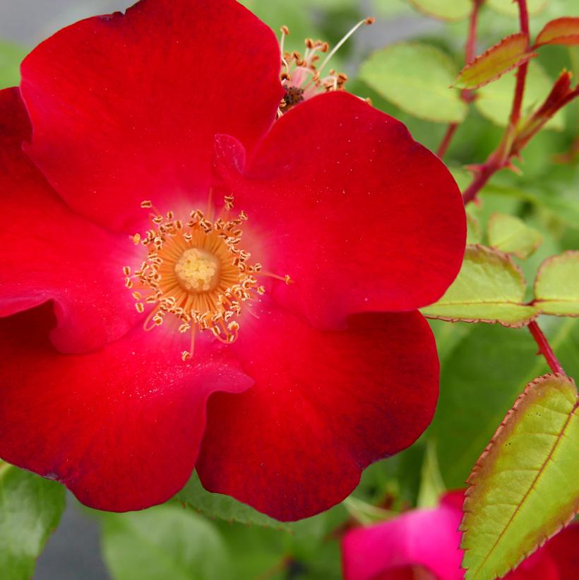 Screaming Neon Red™ Shrub Rose