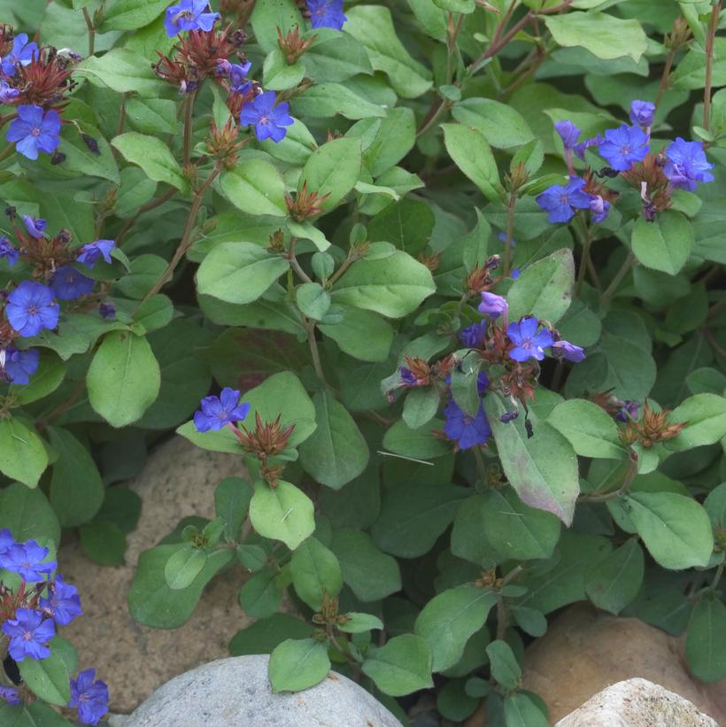 Leadwort