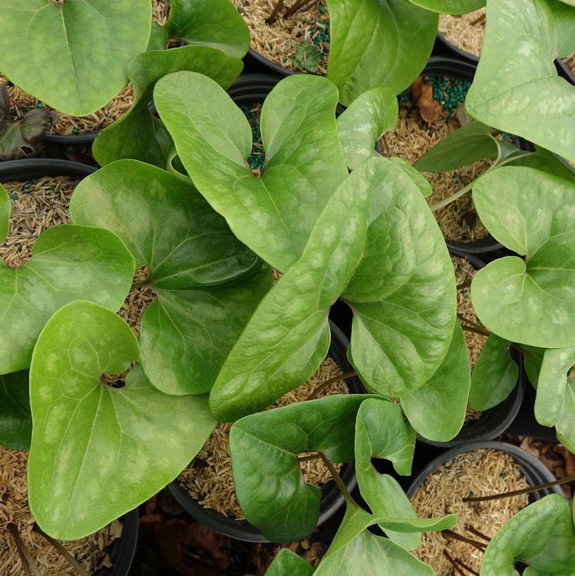 Arrow Leaf Ginger