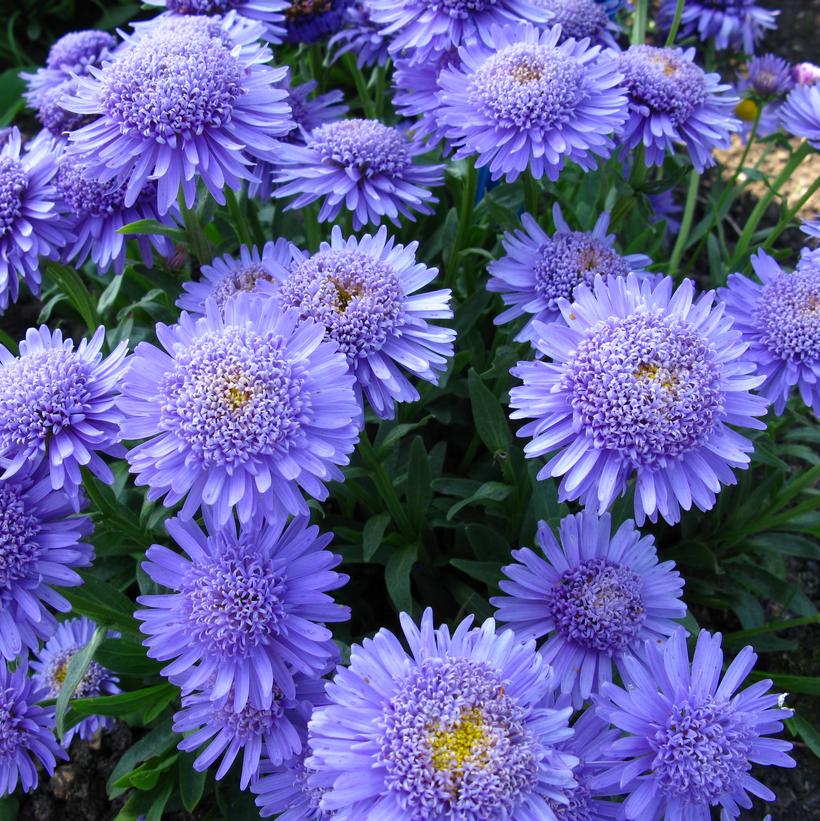 X Blue Alpine Aster