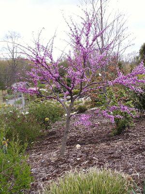 Forest Pansy Redbud