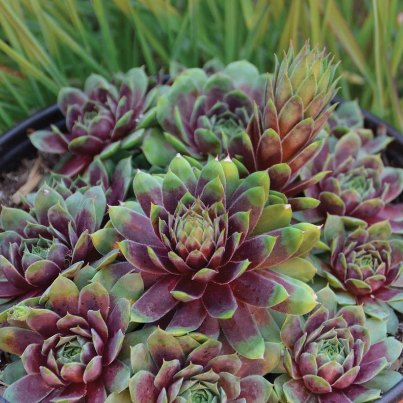 Red Heart Hens and Chicks