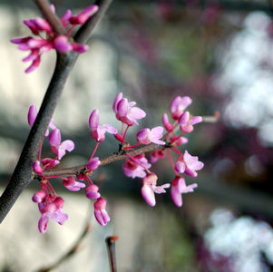 Hearts of Gold Redbud