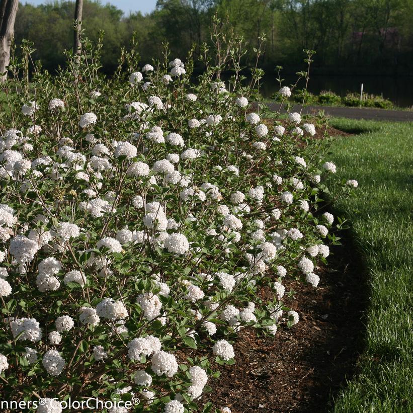 Spice Baby™ Koreanspice Viburnum